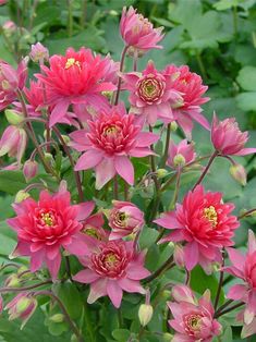 pink flowers with green leaves in the background