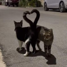 two cats are standing in the street and one has its tail shaped like a heart