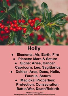 the holly tree has red berries on it and is labeled with names for each branch