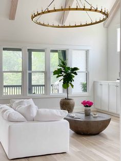 a living room filled with furniture and a large potted plant in the middle of the room