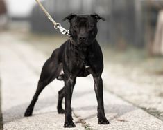 a black dog is tied to a leash