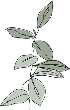 a plant with green leaves is shown in black and white, on a white background