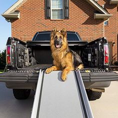 a dog sitting in the back of a truck