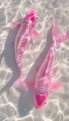 two pink fish are swimming in the water