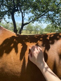 a person petting the back of a brown horse under a shade tree on a sunny day