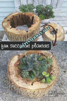 two wooden stumps with succulent plants in them