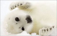 a baby seal laying in the snow with its paws on it's head and eyes open