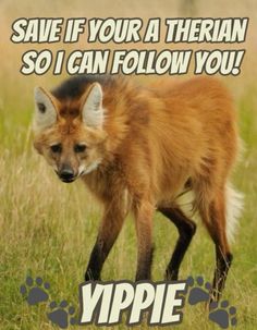 an animal that is standing in the grass with words above it saying, save if your a terrain so i can follow you