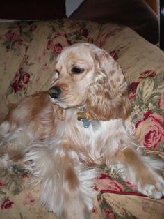 a brown and white dog laying on top of a couch