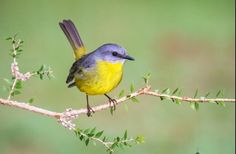 a yellow and blue bird sitting on top of a tree branch