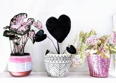 three potted plants sitting on top of a white shelf next to a black heart shaped planter