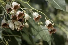 Delicate brachychiton populneus or bottle tree or Kurrajong bell shaped flowers close up. stock photo Bottle Tree, Close Up, Flowers