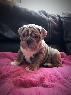 a puppy sitting on top of a pink blanket