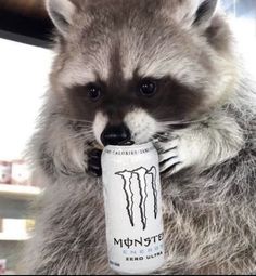 a raccoon holding a can of monster energy