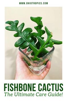 the ultimate guide to fishbone cactus, the ultimate care guide for aquariums