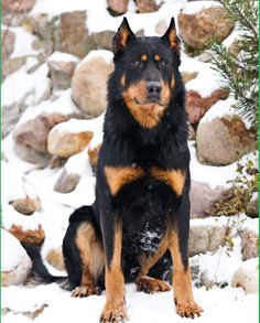 a large black and brown dog sitting on top of a snow covered ground next to rocks