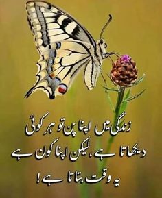 a butterfly sitting on top of a flower next to an arabic quote about life and love