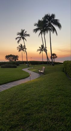 there is a bench in the grass near some palm trees and a path that goes to the beach