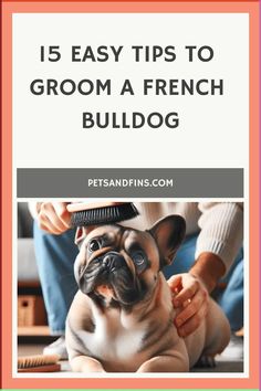 a french bulldog grooming it's hair with the words 15 easy tips to groom a