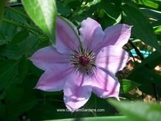 a pink flower with green leaves in the background