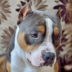 a brown and white dog sitting on top of a couch