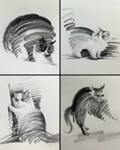 four drawings of cats in different stages of movement