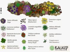 the different types of plants are shown in this graphic above it is an image of what they look like