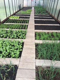 several rows of green plants in a small garden greenhouse with brick walkway leading up to them