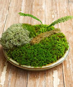 a glass bowl filled with green moss on top of a wooden table