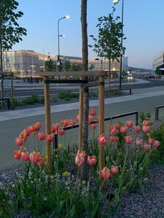 some pink flowers are growing in the middle of a flower bed near a street light