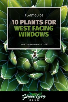 green plants with text overlay that reads, plant guide 10 plants for west facing windows