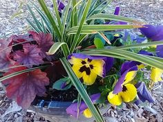 some purple and yellow flowers are in a pot