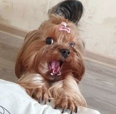 a small dog with its mouth open and tongue out