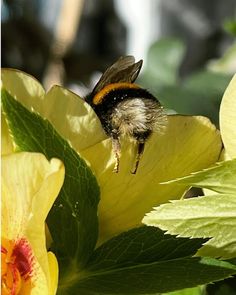 a bee sitting on top of a yellow flower next to green leafy plants and flowers