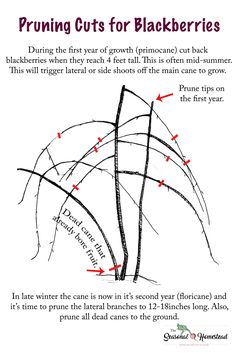 the diagram for pruning cuts for blackberries