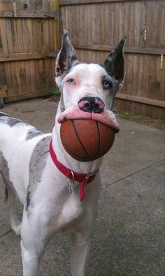 a dog holding a basketball in its mouth