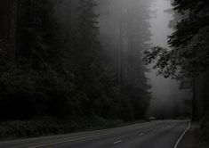 a car driving down a road in the foggy forest