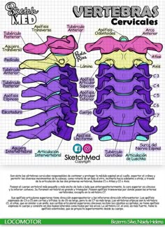 a diagram showing the different types of vertebras