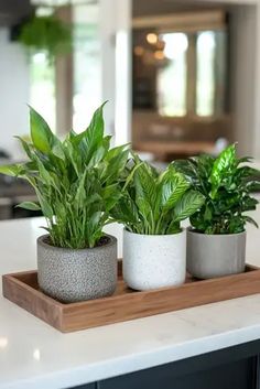 three potted plants sitting on top of a wooden tray