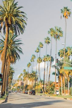 palm trees line the street as cars drive by