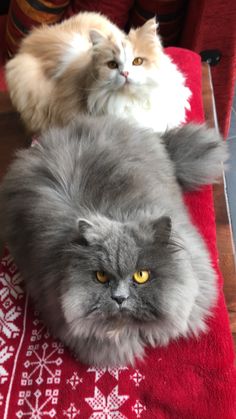 two fluffy cats laying on top of a red towel next to each other and looking at the camera