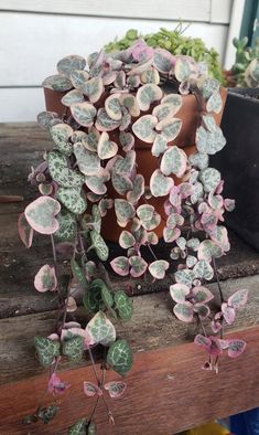 a potted plant sitting on top of a wooden table