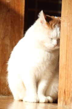 a white and orange cat sitting on the floor next to a wooden door with its eyes closed