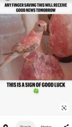 a bird sitting on top of a rock next to some pink rocks and text that reads, any finger saying this will receive good news tomorrow