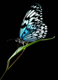 a blue and white butterfly sitting on top of a green plant branch with its wings spread