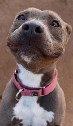 a brown and white dog with a pink collar looking up at the camera while wearing a pink collar