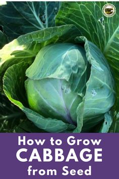 cabbage growing in the garden with text overlay how to grow cabbage from seed base