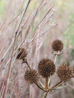 some very pretty looking plants with long stems in the foreground and blurry trees in the background