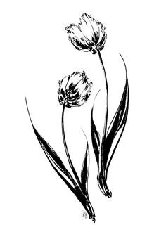 two flowers are drawn in black ink on a white background