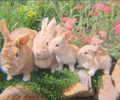 three rabbits are sitting in the grass with one rabbit laying on top of another bunny